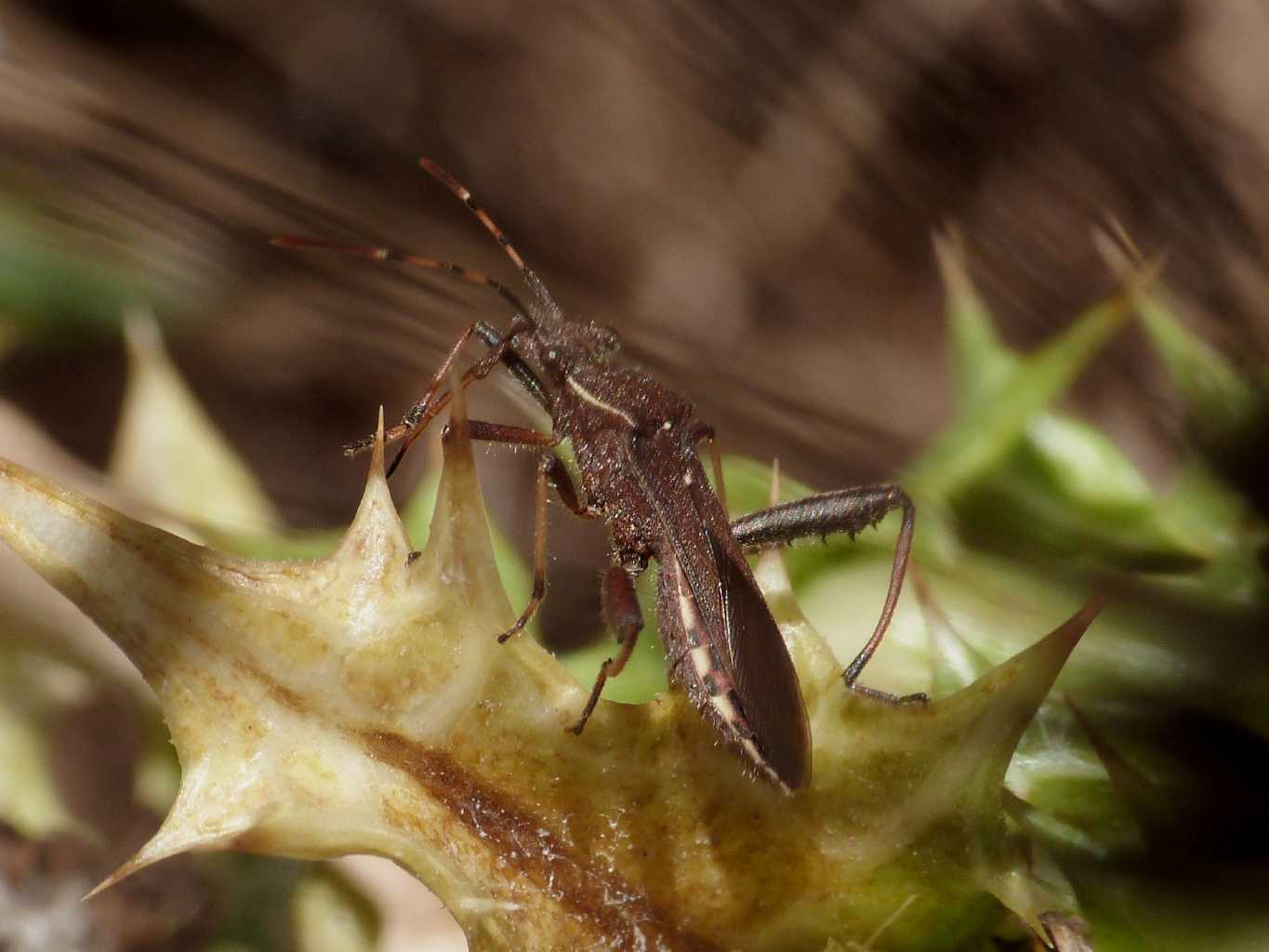 Alydidae (coppia?) su cardo - Camptopus lateralis